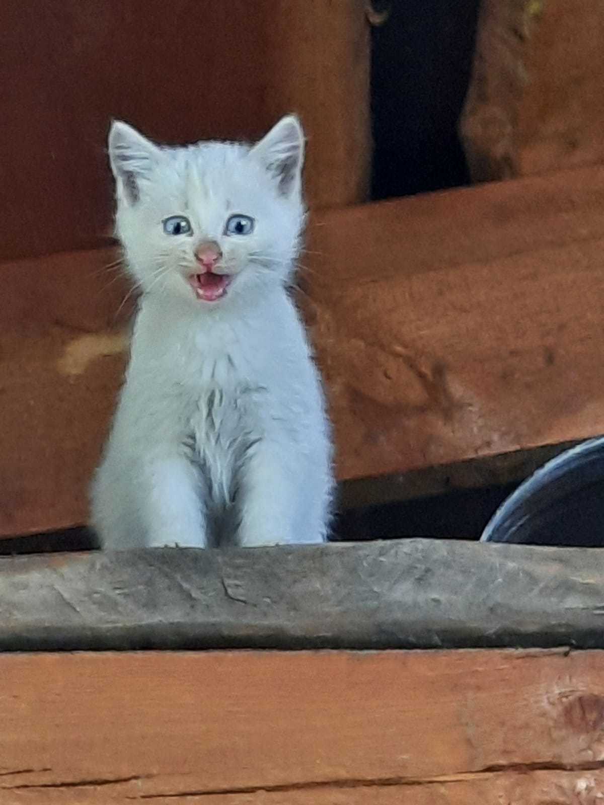 Котята ищут дом. Пермь | Пикабу