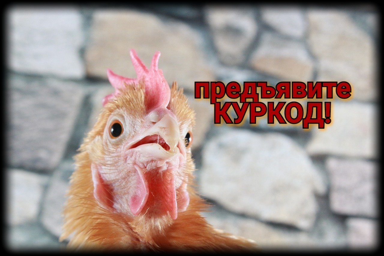 Кур-код | Пикабу
