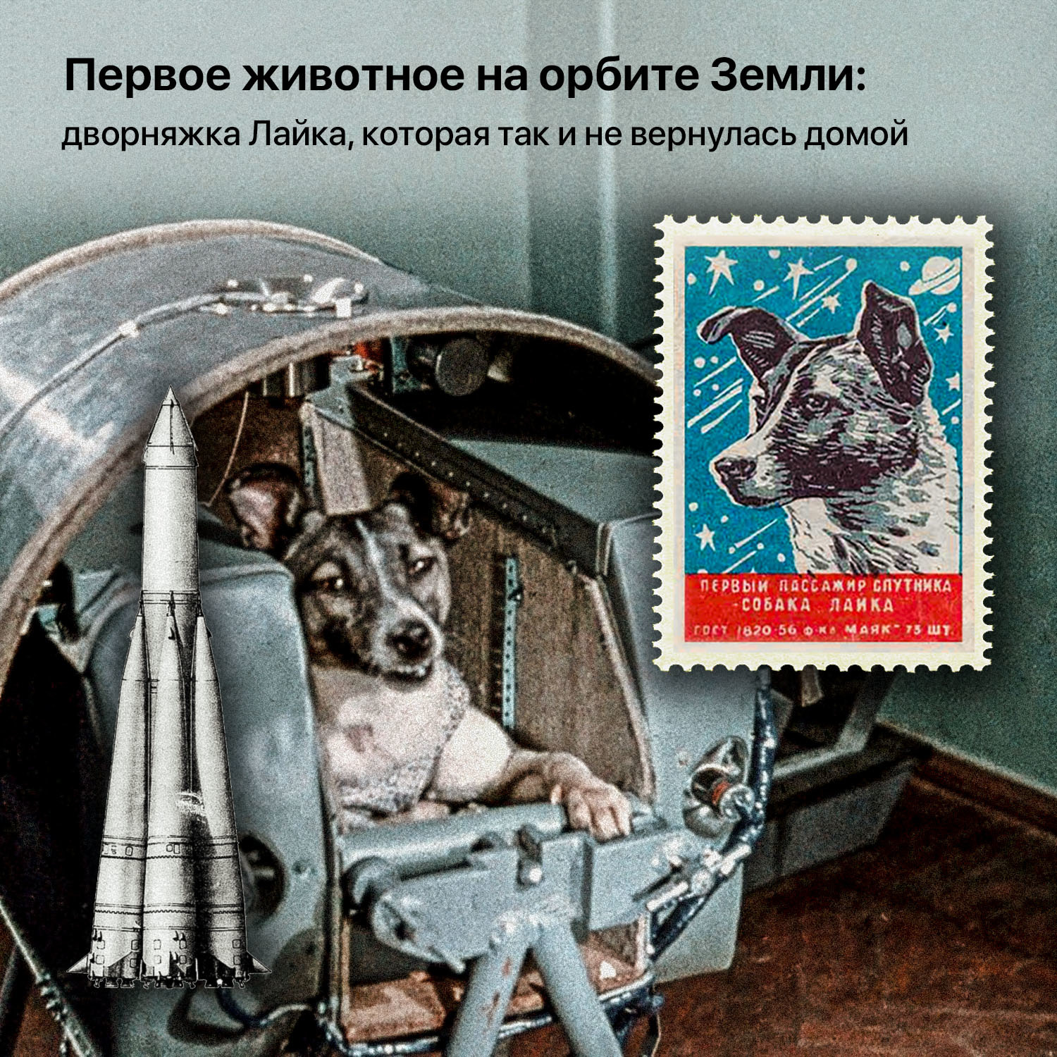 Первой собакой в космосе была. 1957 Лайка в космосе. Собака лайка в космосе. Спутник с собакой лайкой. Первые собаки в космосе.