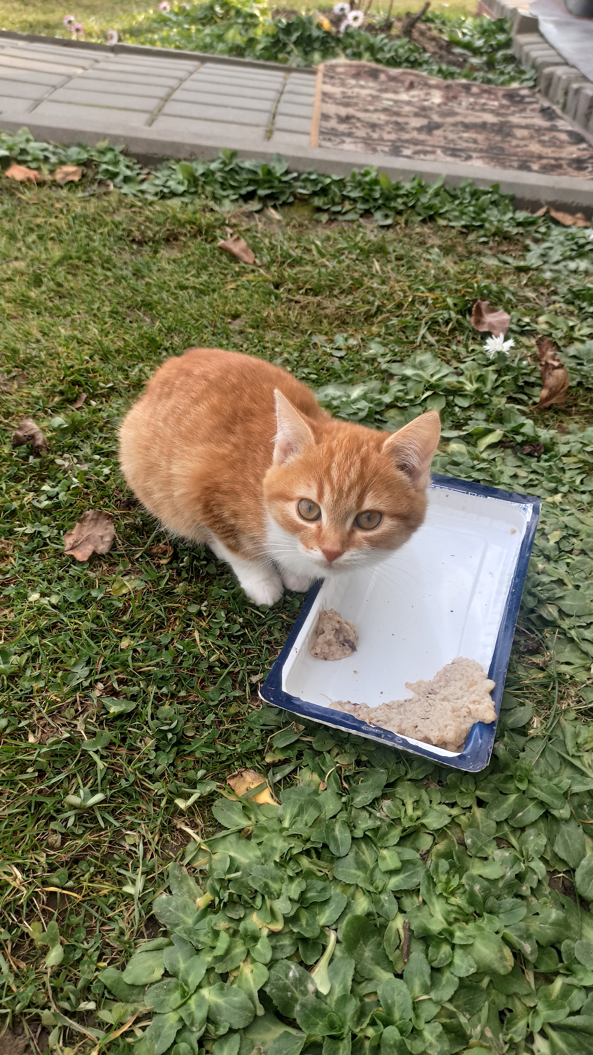 Раздача котят с дачи. Минск | Пикабу