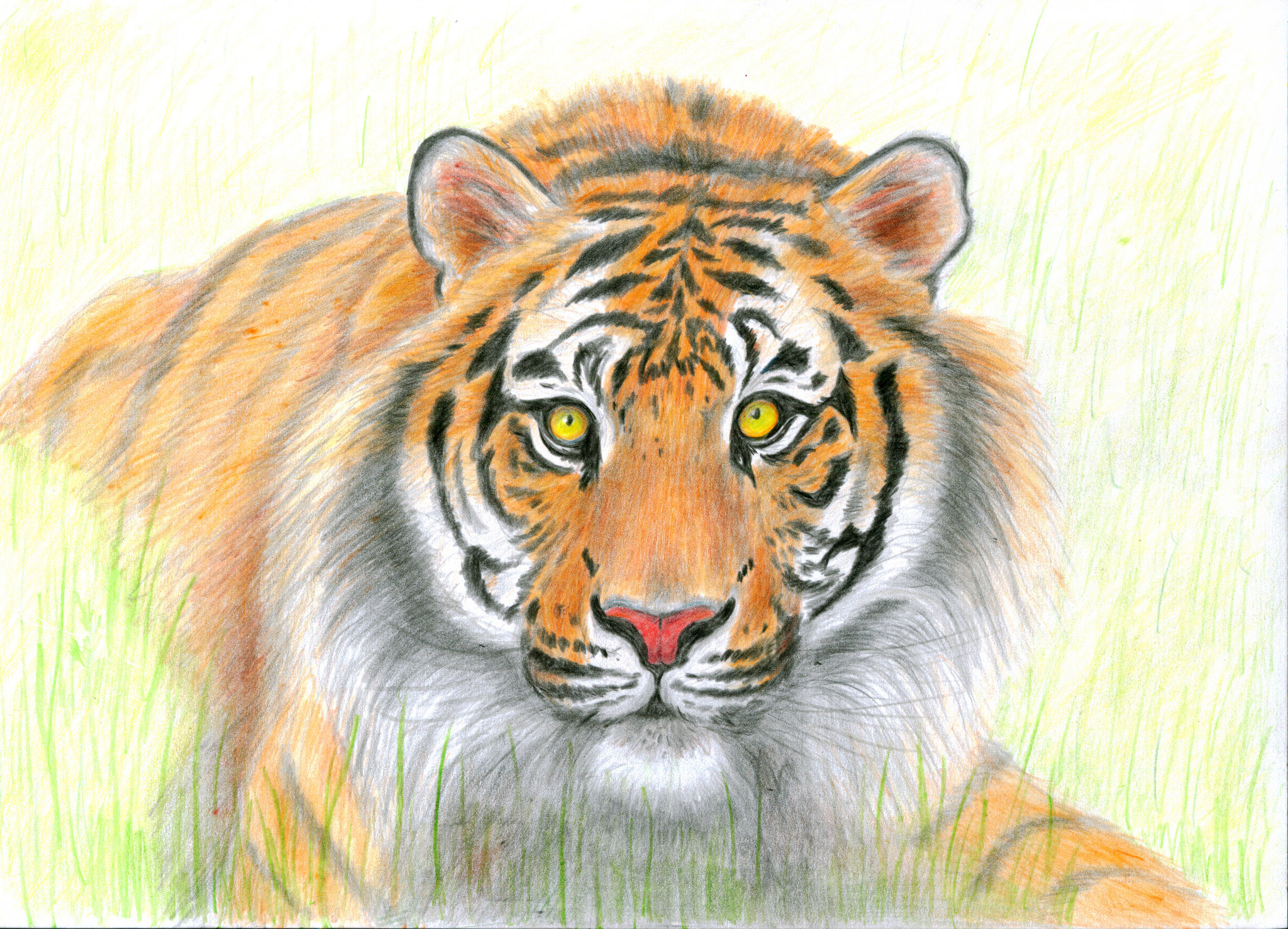 Тигр. Рисунок цветными карандашами | Пикабу