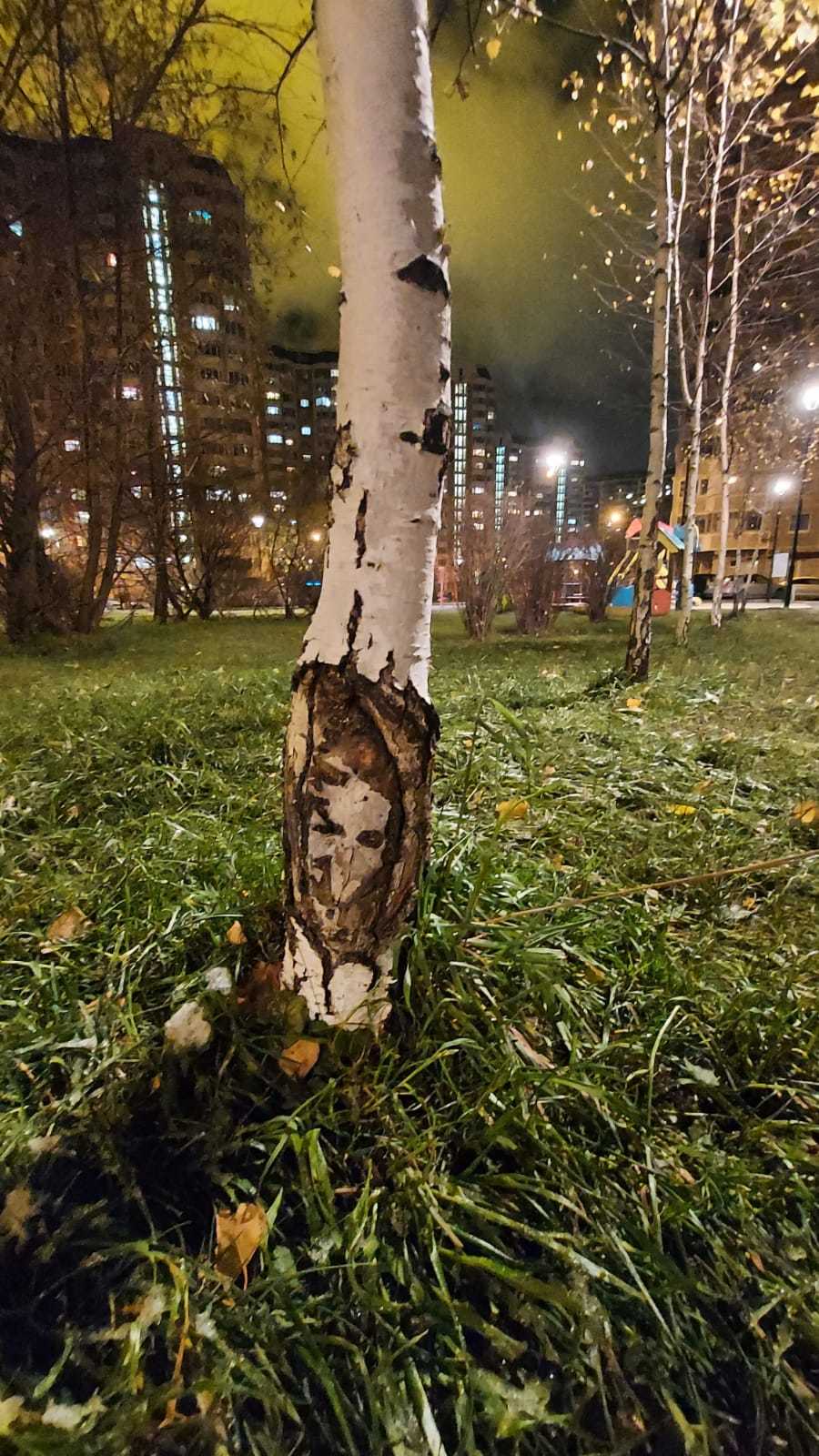 Светает...пора в подвал... | Пикабу