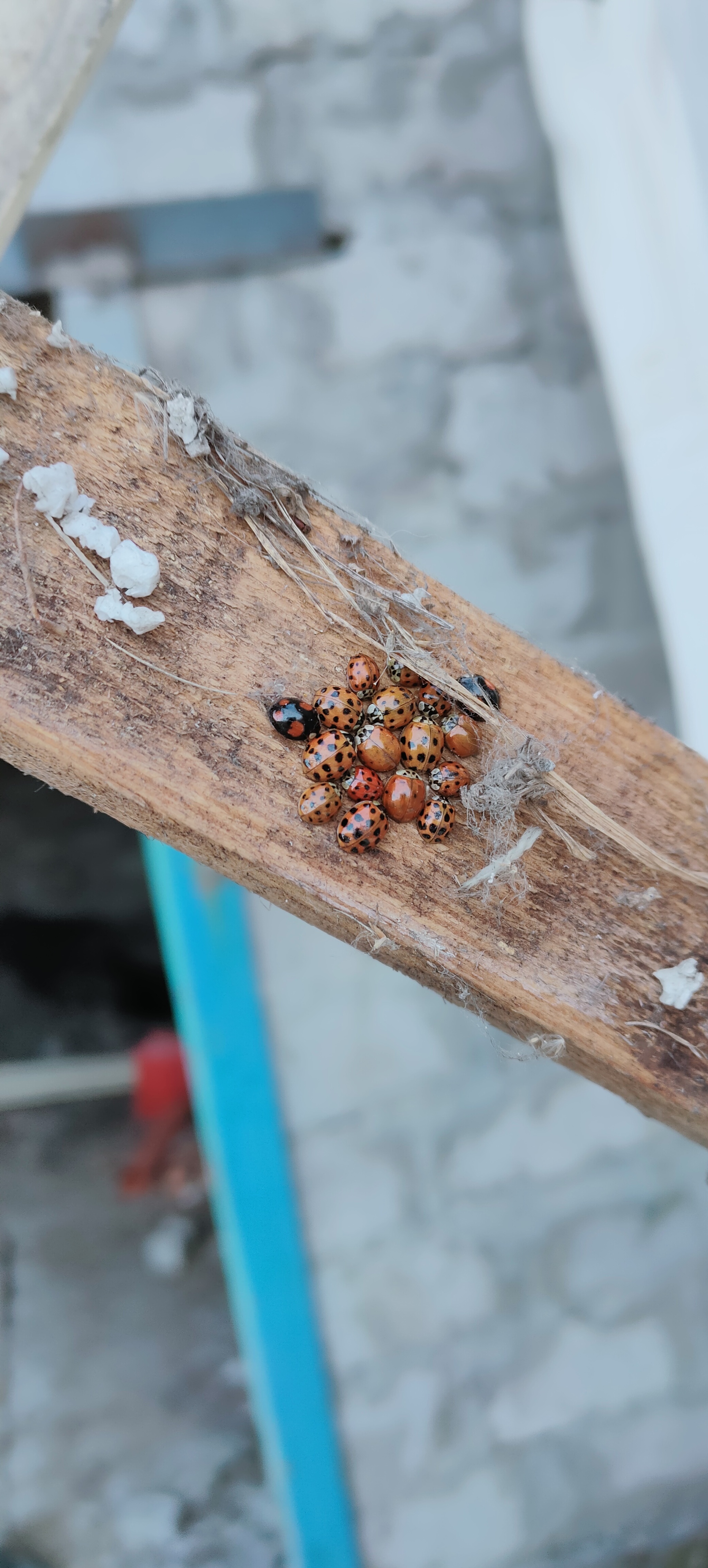 Гнездо коровок | Пикабу