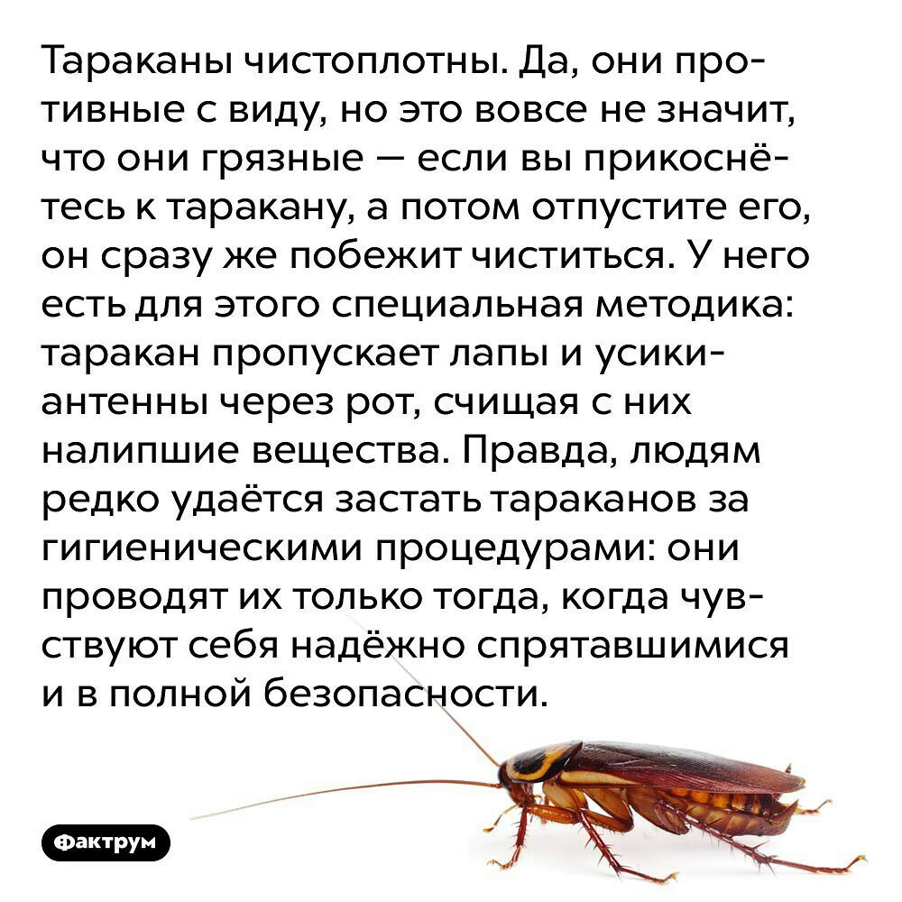 Почему таракана назвали тараканом. Интересные факты про тараканов. Интересные факты о тараканах. Тараканы удивительные факты. Интересные факты о Таракановых.