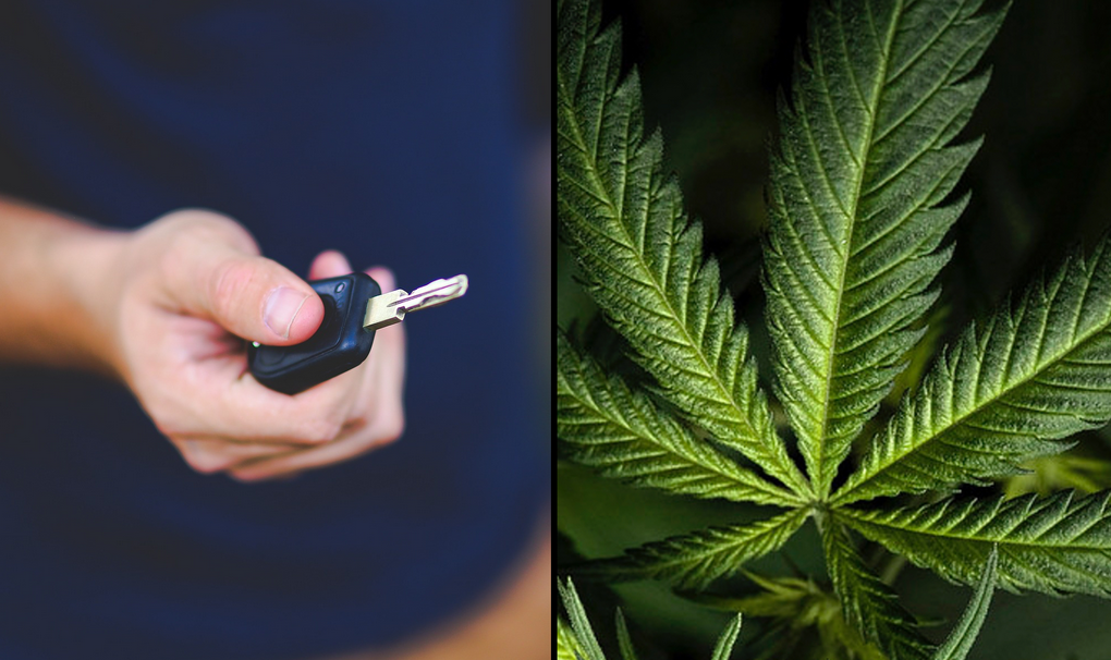 К чему привела легализация марихуаны вредна ли марихуана организму