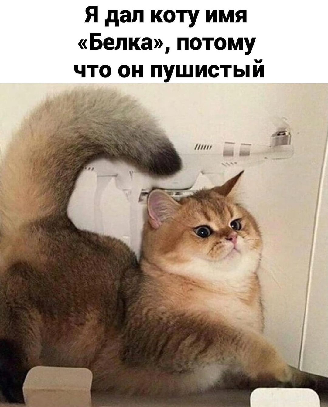 Имя Кота | Пикабу