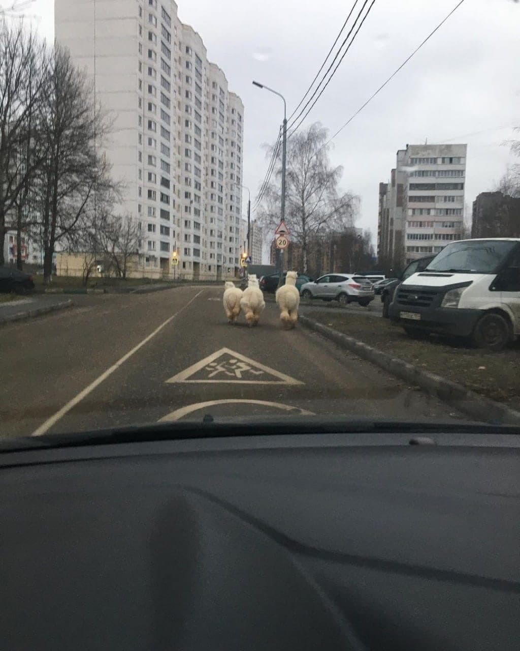 В Подмосковье из «Дома альпака» сбежала целая семейка | Пикабу