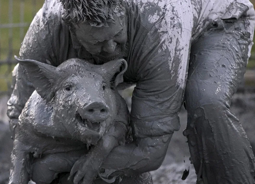 Почему свиньи одни из самых чистоплотных животных? | Пикабу