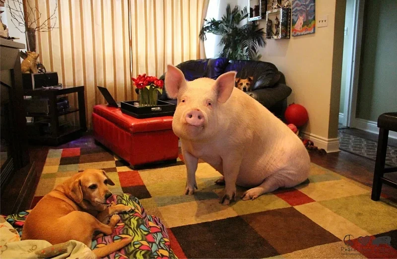 Почему свиньи одни из самых чистоплотных животных? | Пикабу
