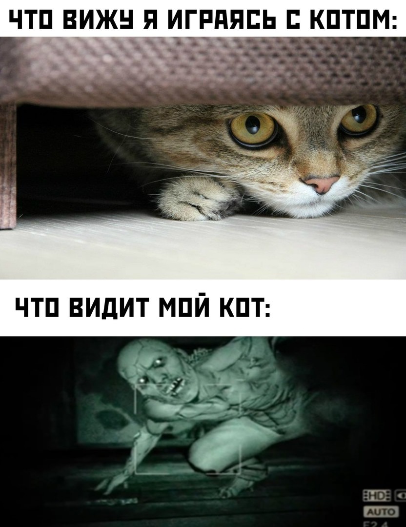 Жизненные мемы с котами | Пикабу