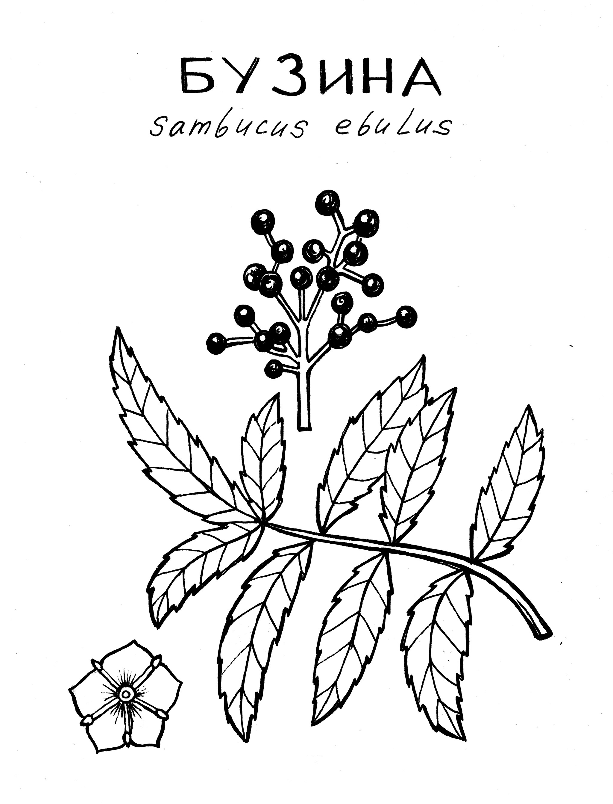 Бузина растение рисунок