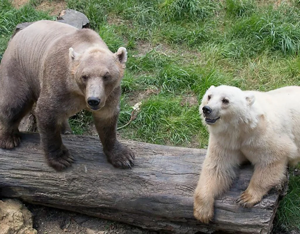 Пиззли: Гибрид белого и бурого медведя. С каждым годом в дикой природе их  всё больше | Пикабу