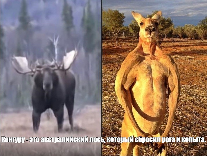 Лось качок