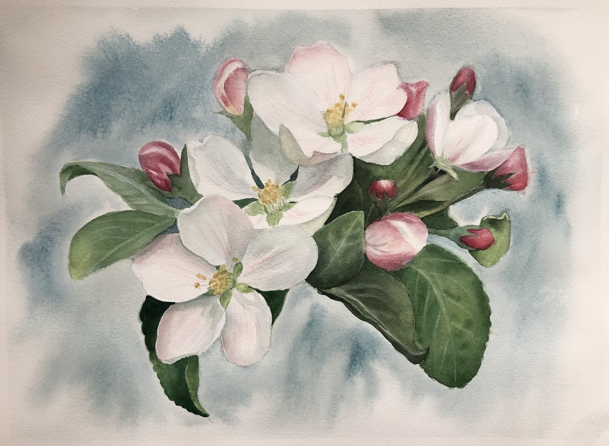цветущая яблоня рисунок красками