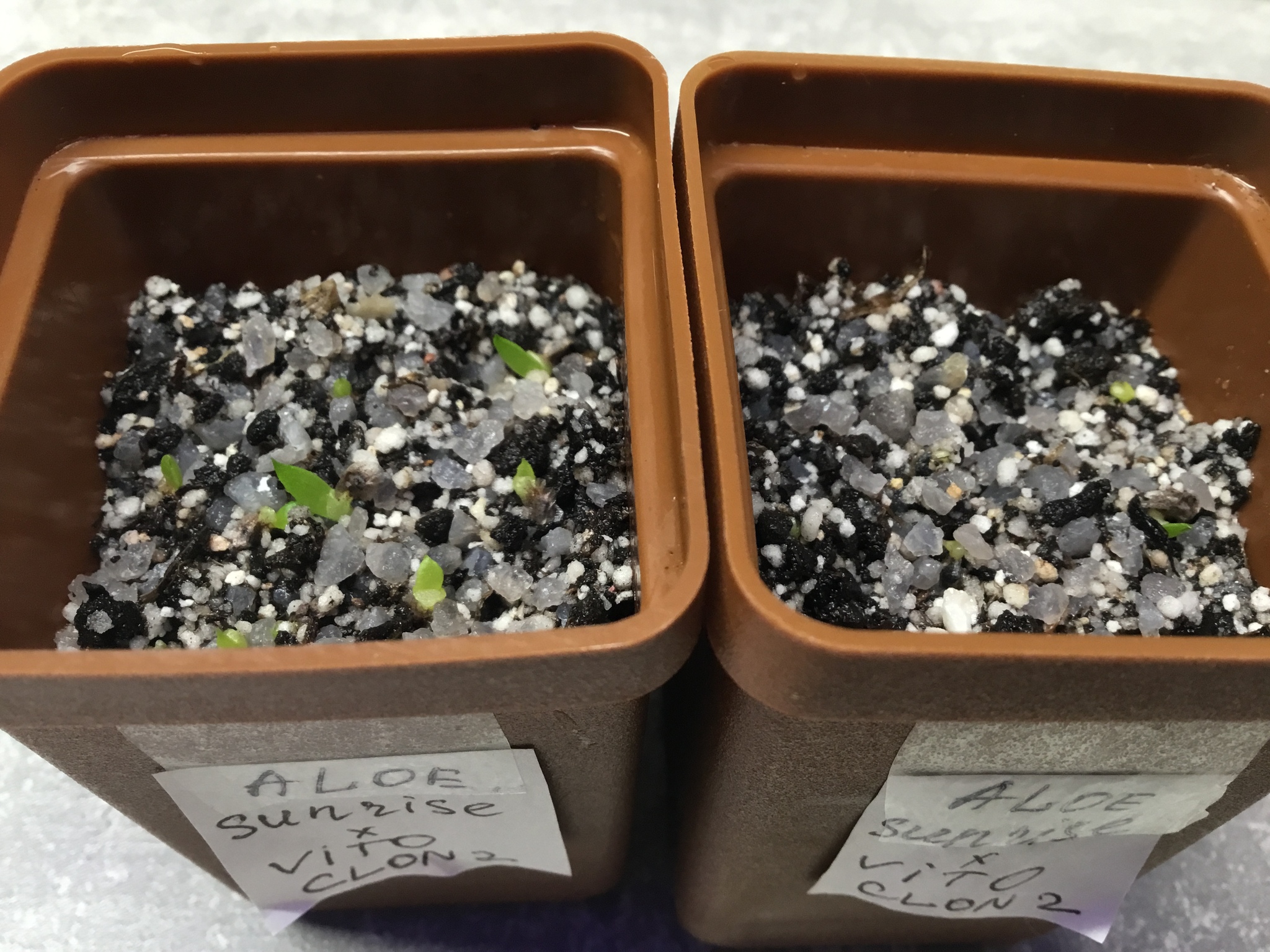 How to grow scarlet from seeds pikabu monster