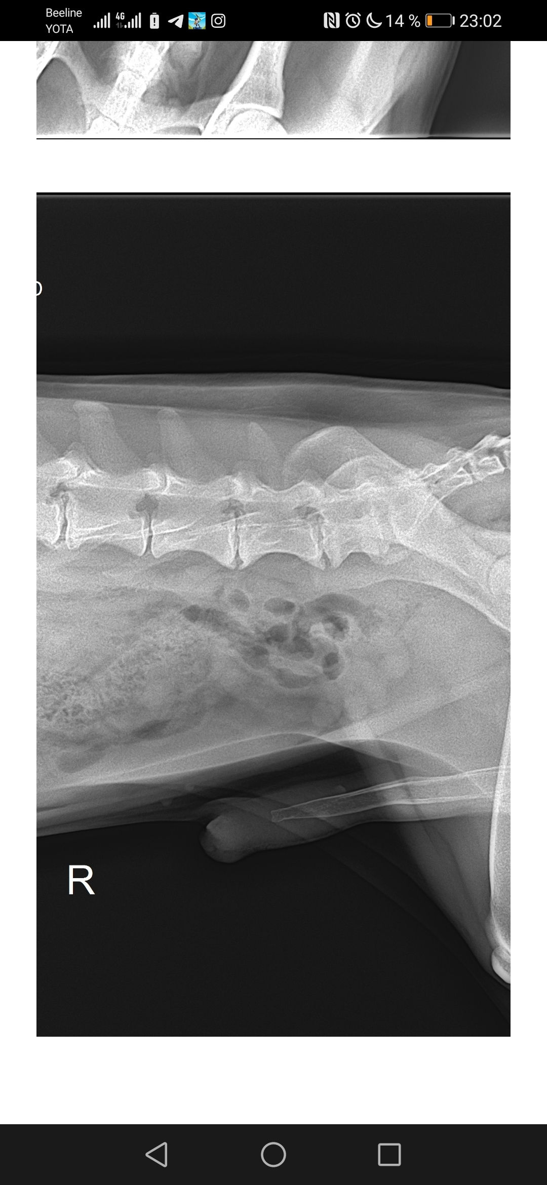 Спондилез у собак. Спондилез у собак рентген. Спондилез позвоночника у собаки. Спондилез рентген кошки.