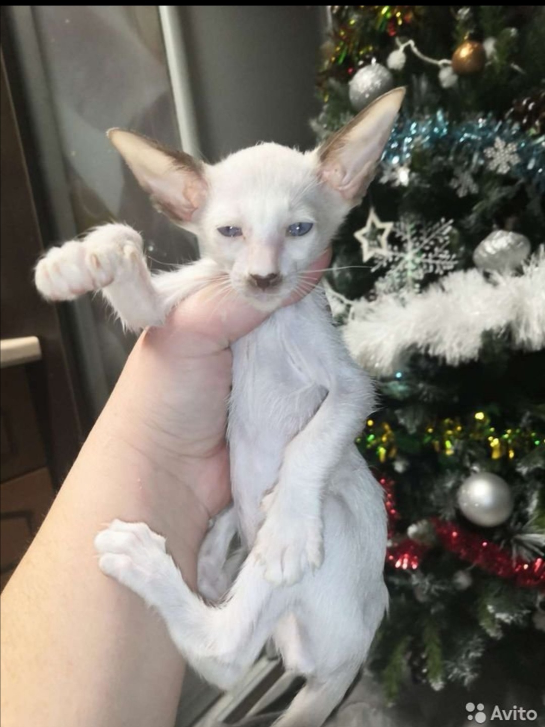 Кот гитлер купить