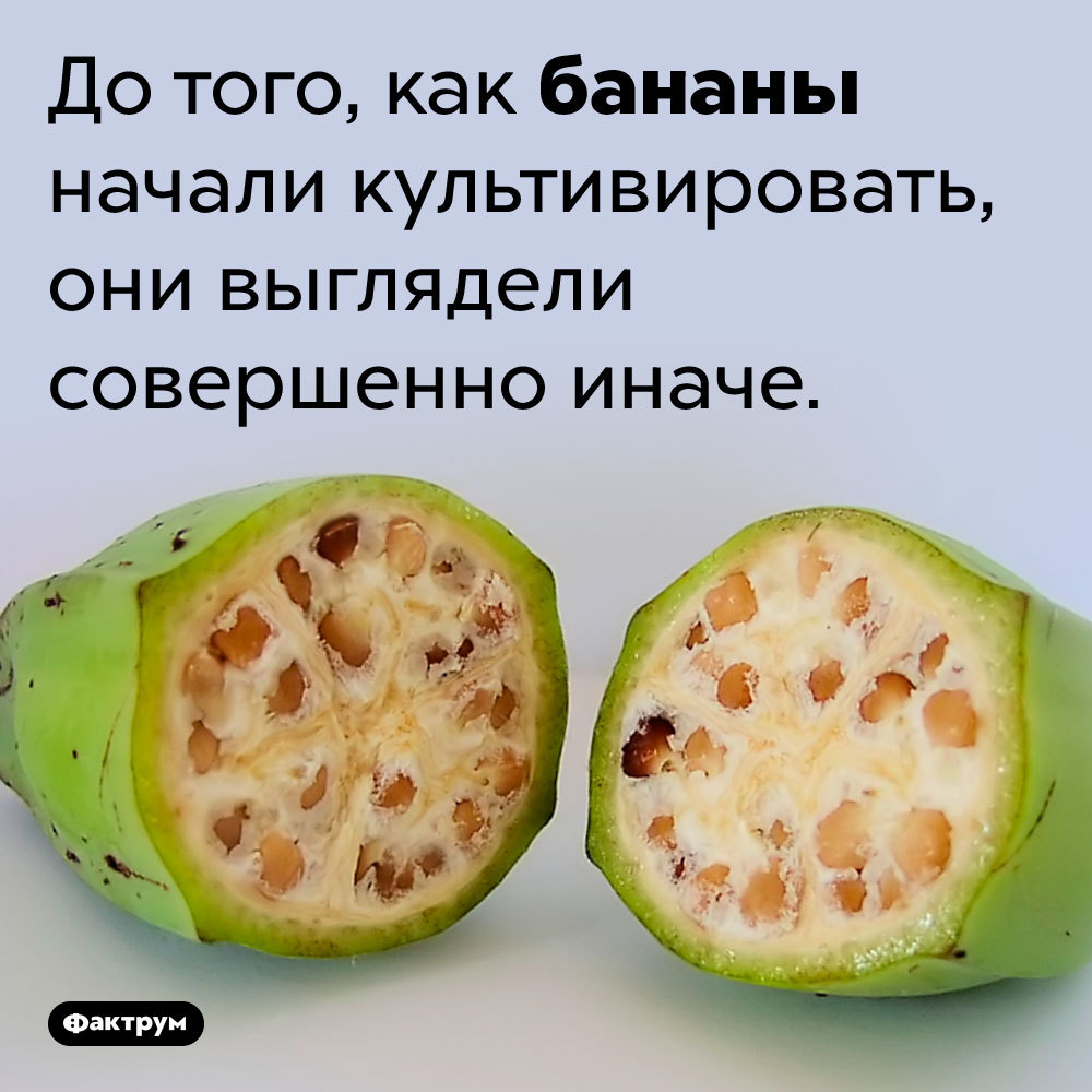 Чем полезны бананы, как они выглядели до культивации, почему их нельзя ...