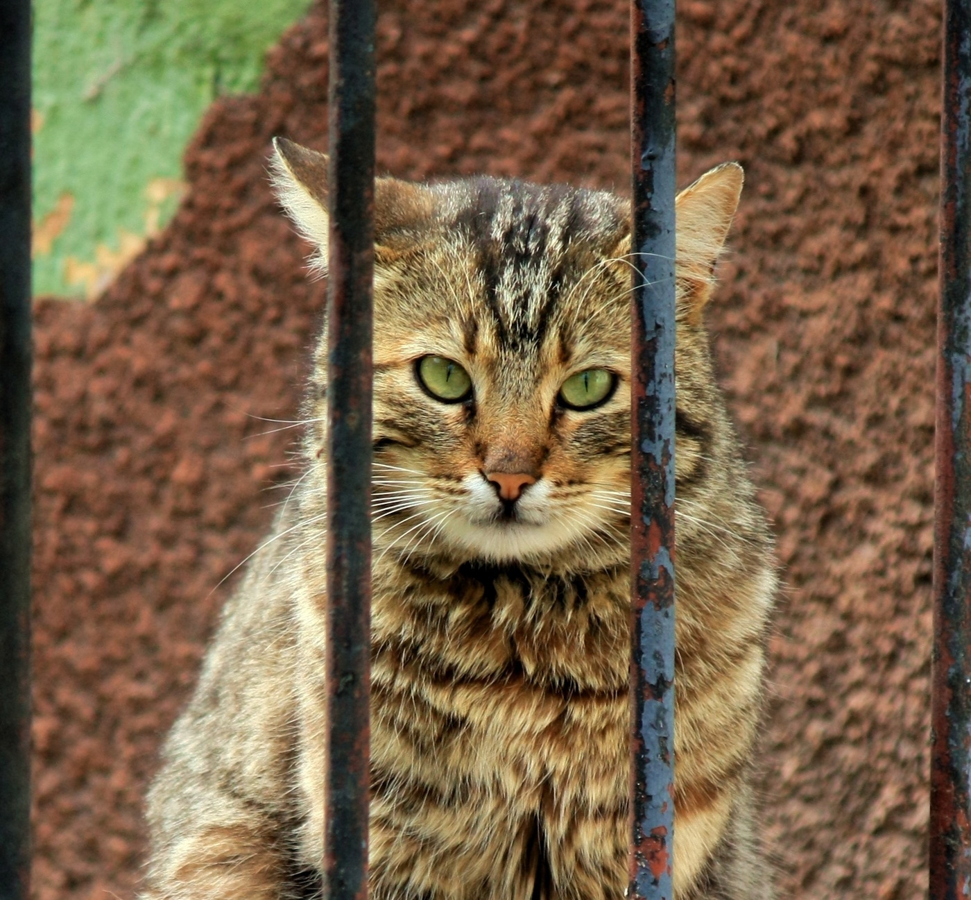Кот за решеткой картинки