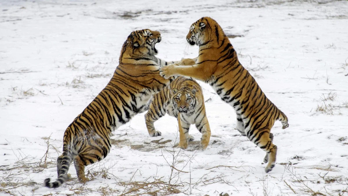 Амурский тигр: Молодым гигантам не хватает места в заповеднике. Растёт  уровень агрессии и шанс выхода к человеку | Пикабу