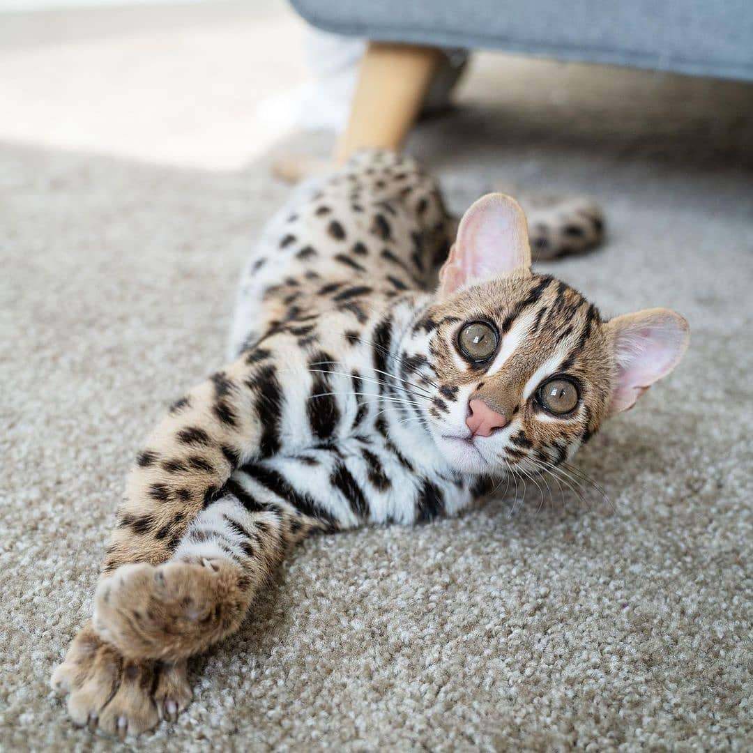 Фото по запросу Азиатская леопардовая кошка - страница 2