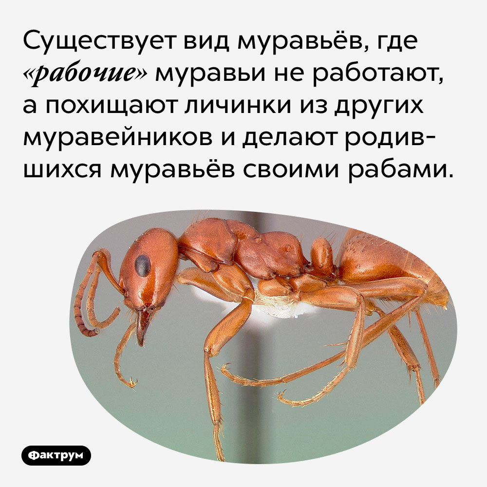 Муравьи на ходулях, муравьи-тяжеловесы, воинственные муравьи, муравьи ...