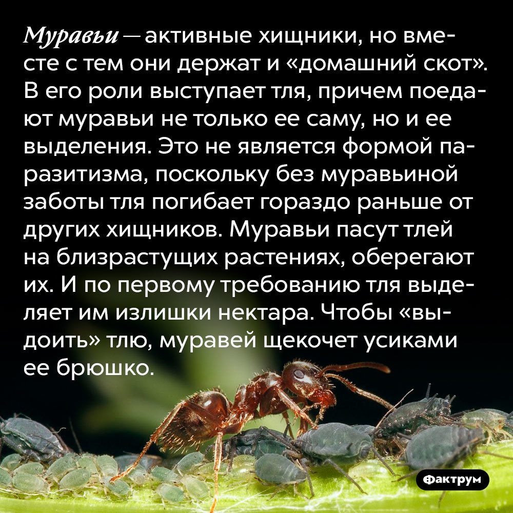 Муравьи на ходулях, муравьи-тяжеловесы, воинственные муравьи, муравьи-рабовладельцы  — в подборке интересных фактов о муравьях | Пикабу