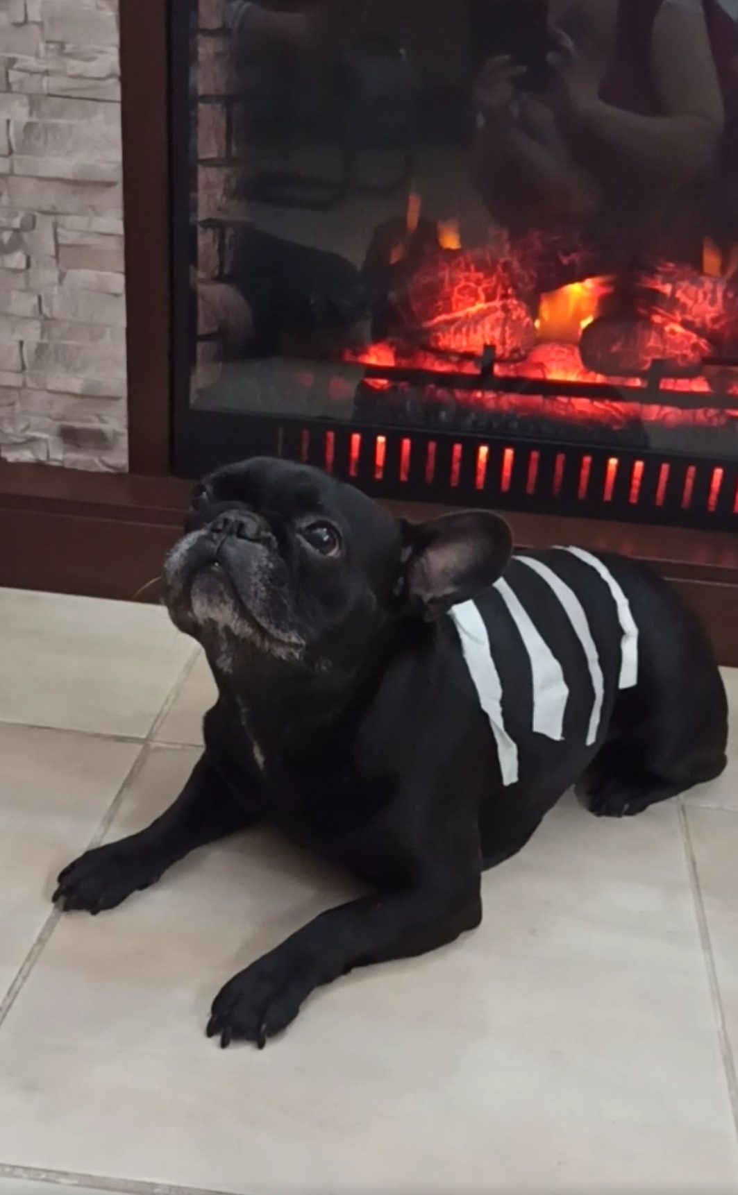 Мой тигр | Пикабу