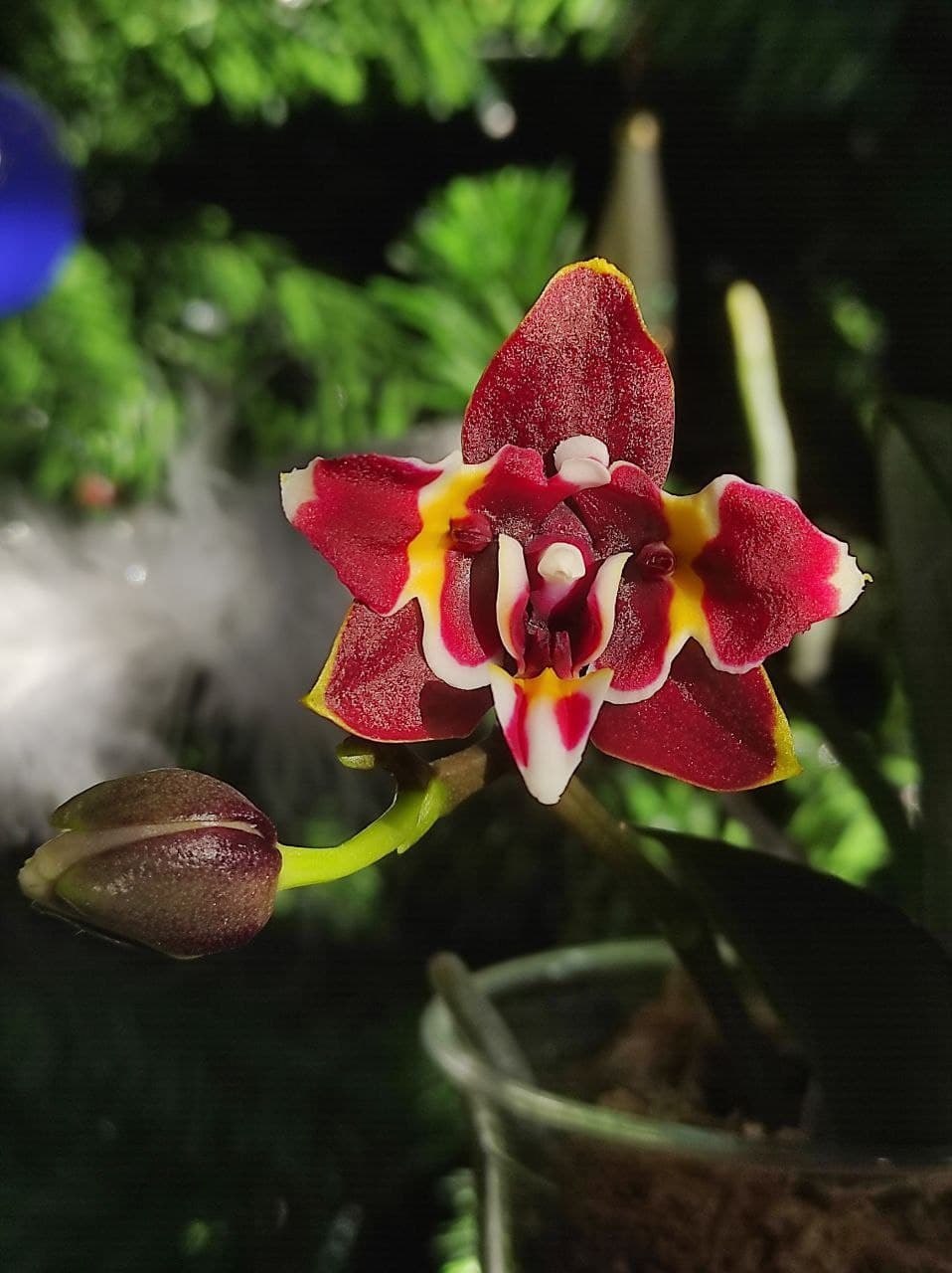 Коллекция прекрасных орхидей: узнайте о самых редких и красивых сортах