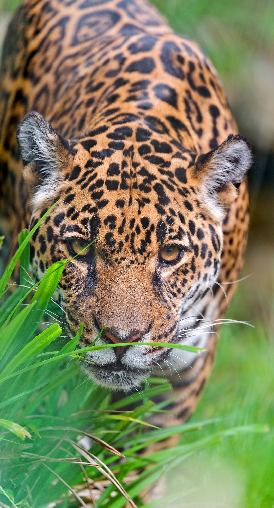 Ягуары Порги и Бесс | Пикабу