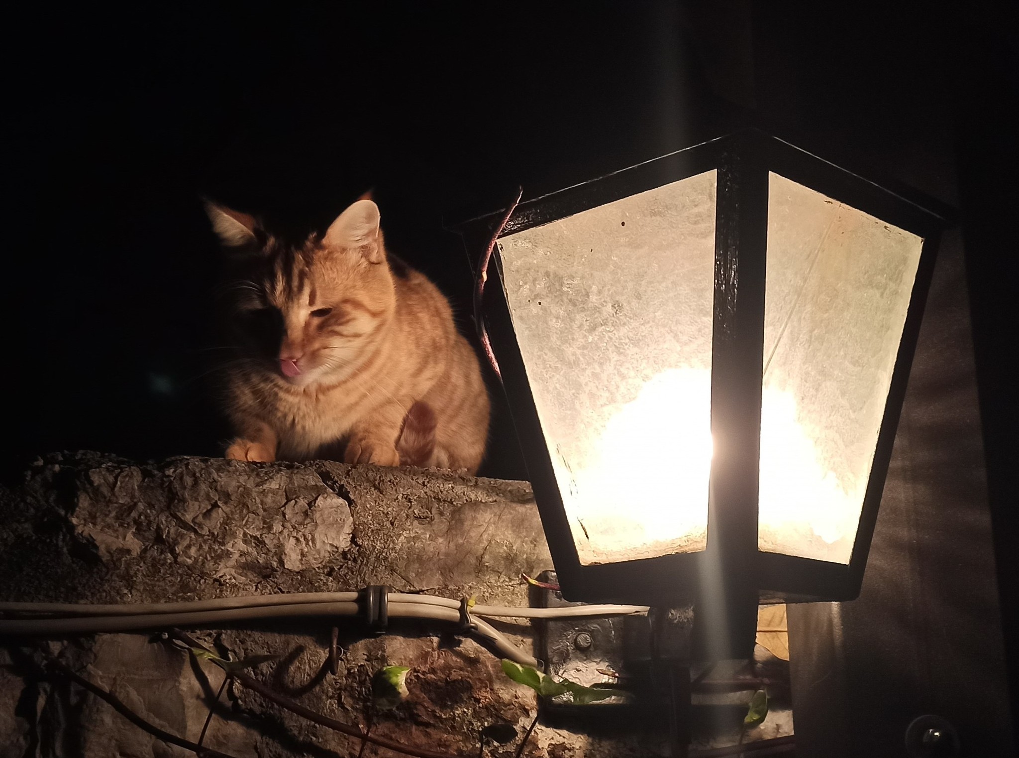 Кот с лампой10