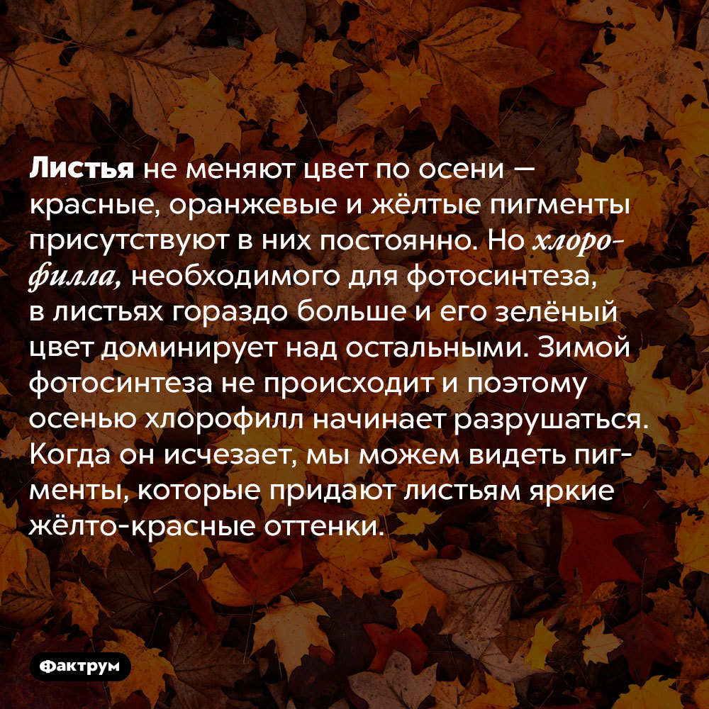 Что такое «застенчивость кроны» и другие интересные факты