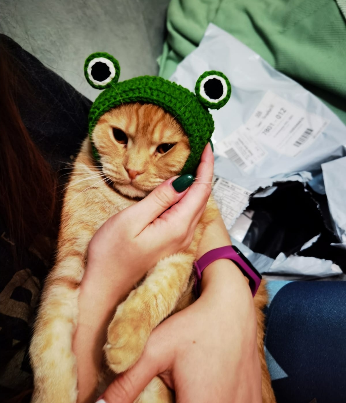 Котик с шапочкой лягушки