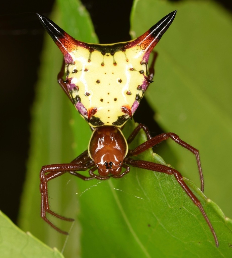 Micrathena sagittata | Пикабу