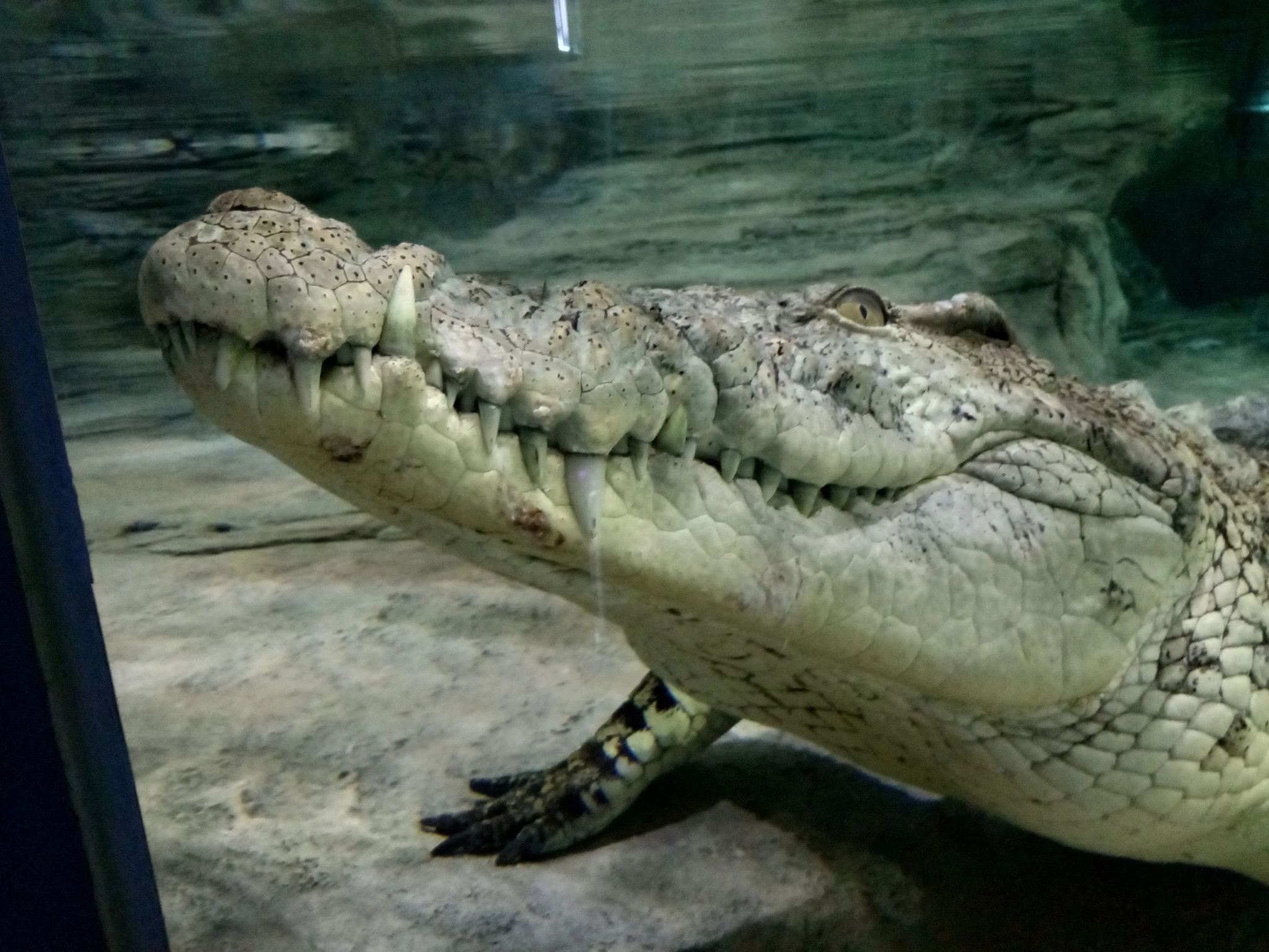 Какого цвета крокодил