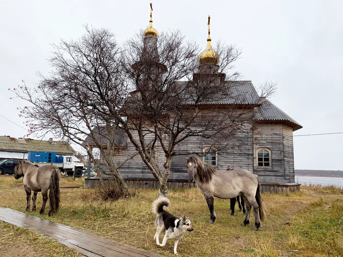 Село где живут. Деревня Кузомень Кольский полуостров. Лошади деревни Кузомень. Кузомень Дикие Дикие лошади. Терский берег деревни Дикие лошади.