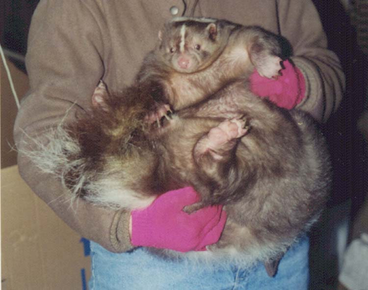 Скунсы: трактат о содержании | Пикабу