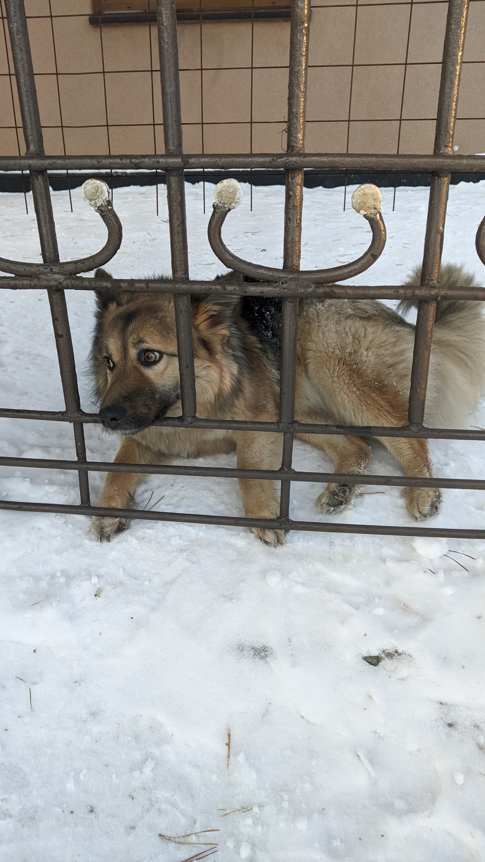 Дорогой дневник, мне не подобрать слов, чтобы описать боль и унижение,  которое я испытал | Пикабу