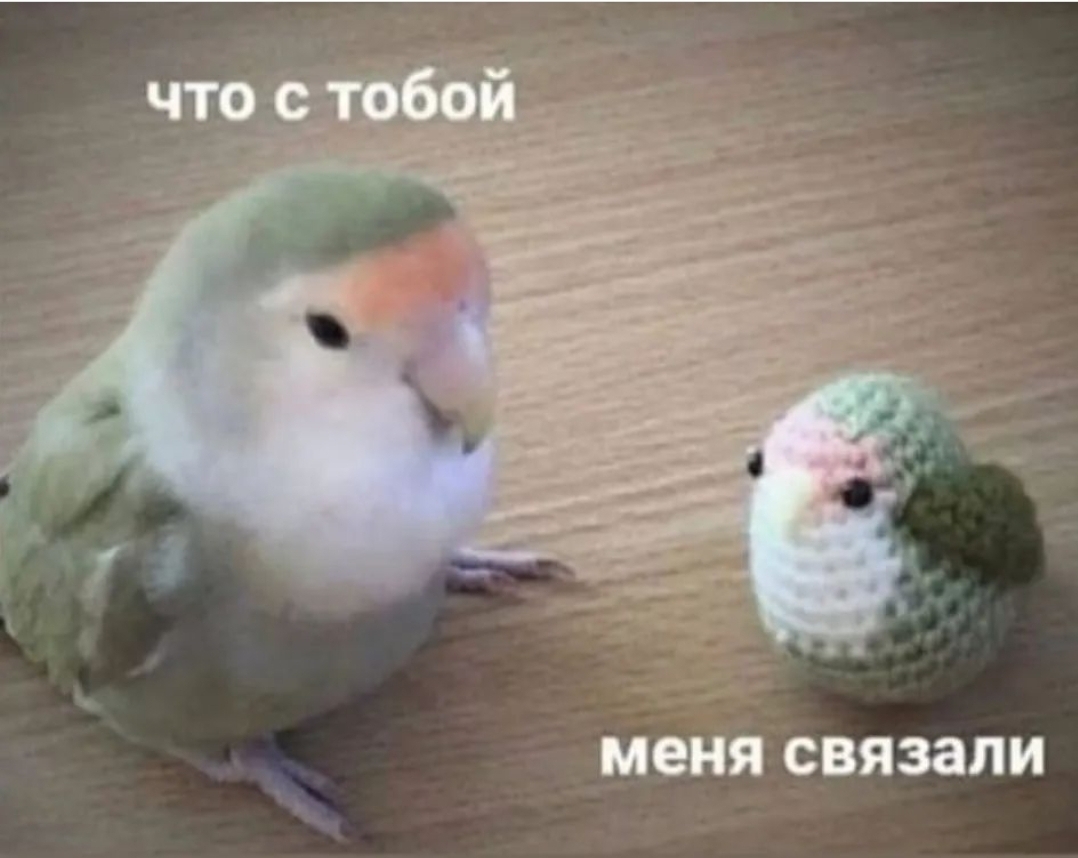 Попугаи | Пикабу