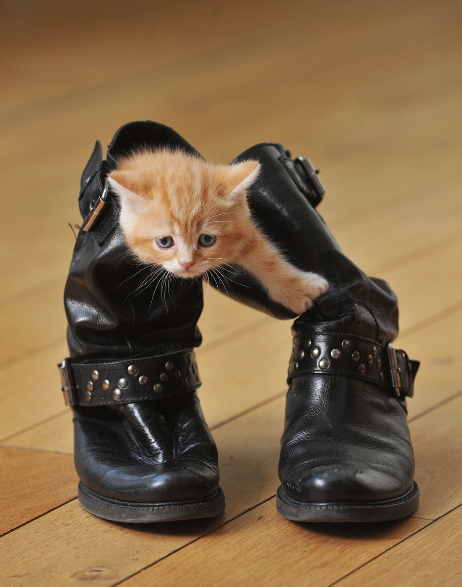 Как вывести запах кошачьей мочи из обуви - 58 ответов на форуме эталон62.рф ()