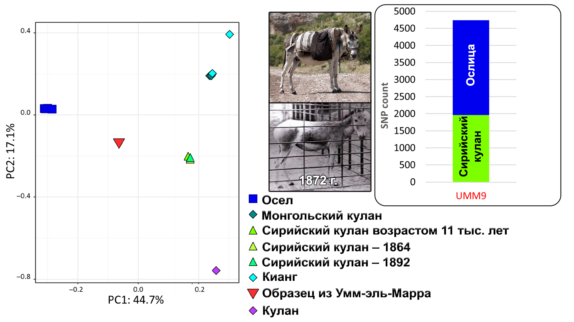 Самое большое генеалогическое древо, средневековые лошади, новости  палеогенетики, кожаный доспех и др | Пикабу