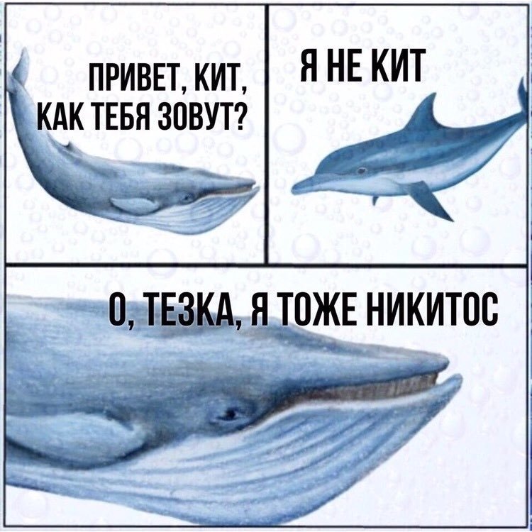 Некит | Пикабу