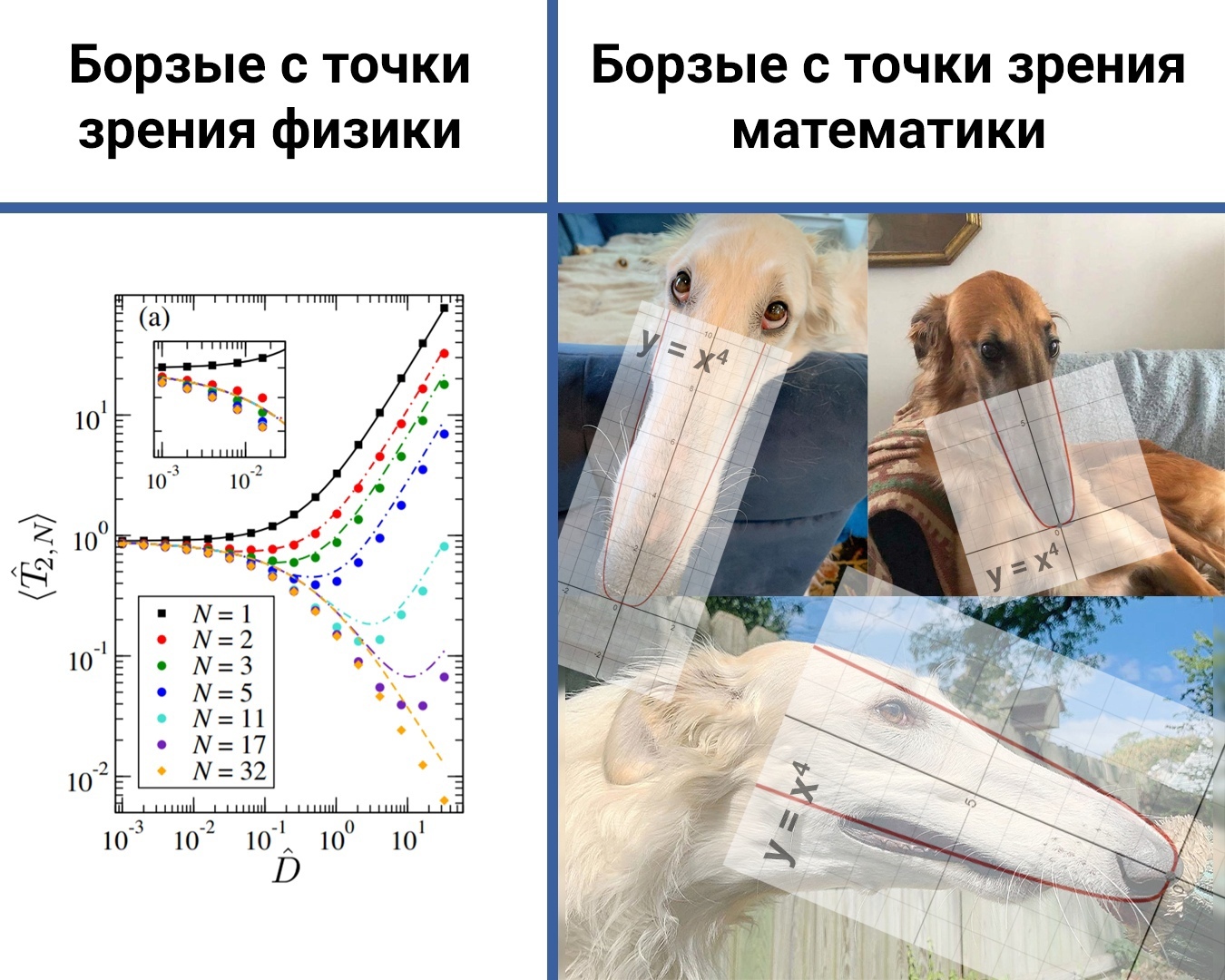 Новость №1353: Физики смоделировали охоту с борзыми на хаотичного зайца |  Пикабу