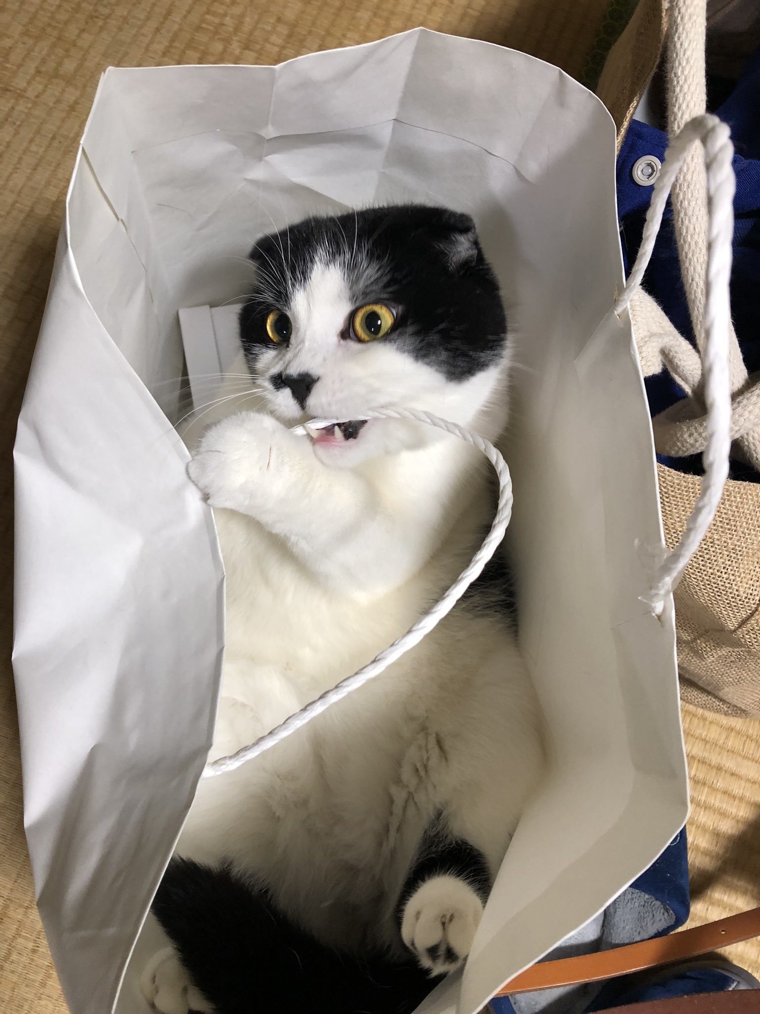 Мешок для кошки