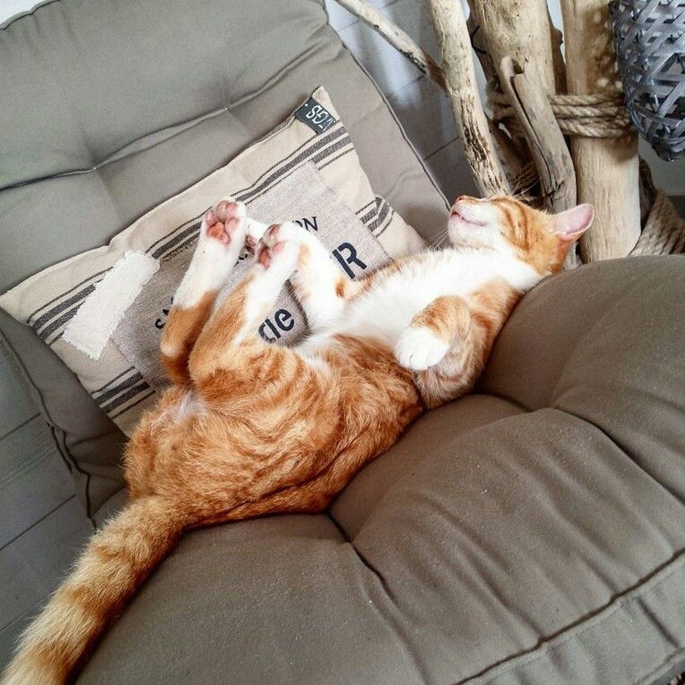 С деловым видом, на диване, могут лежать только коты и мужики...