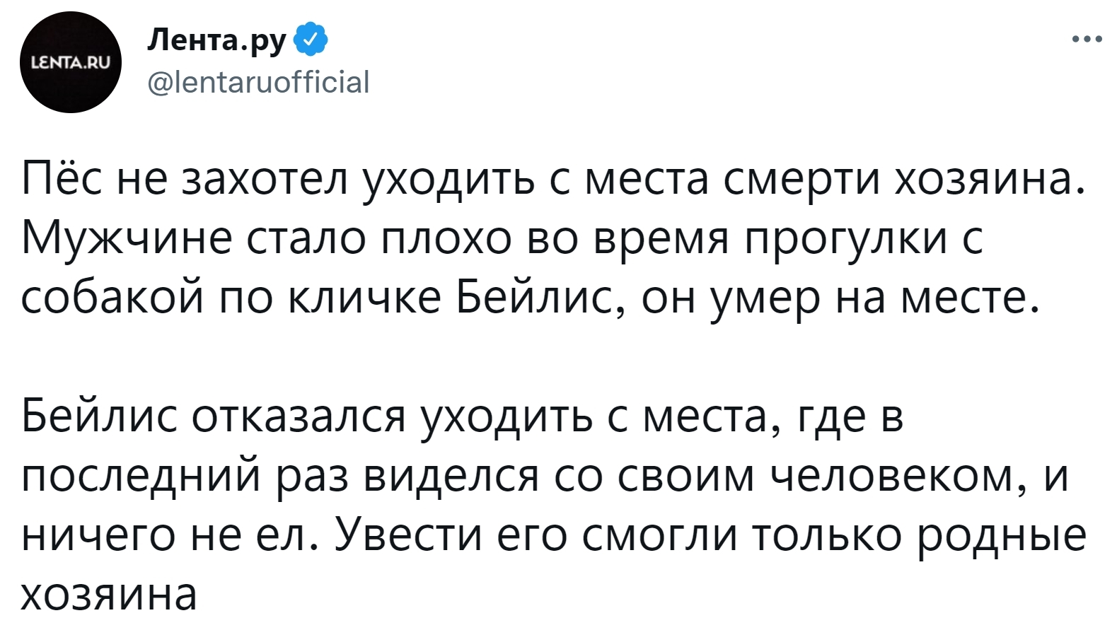 Пёс не захотел уходить с места смерти хозяина | Пикабу