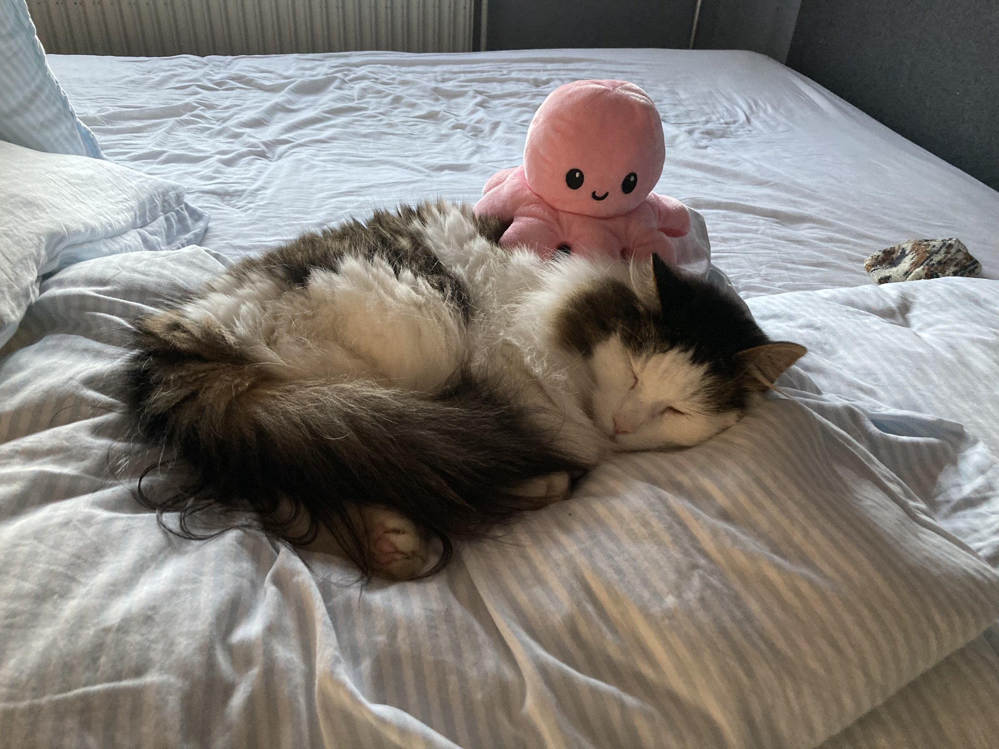 Brutal attack on a sleeping cat pikabu.monster