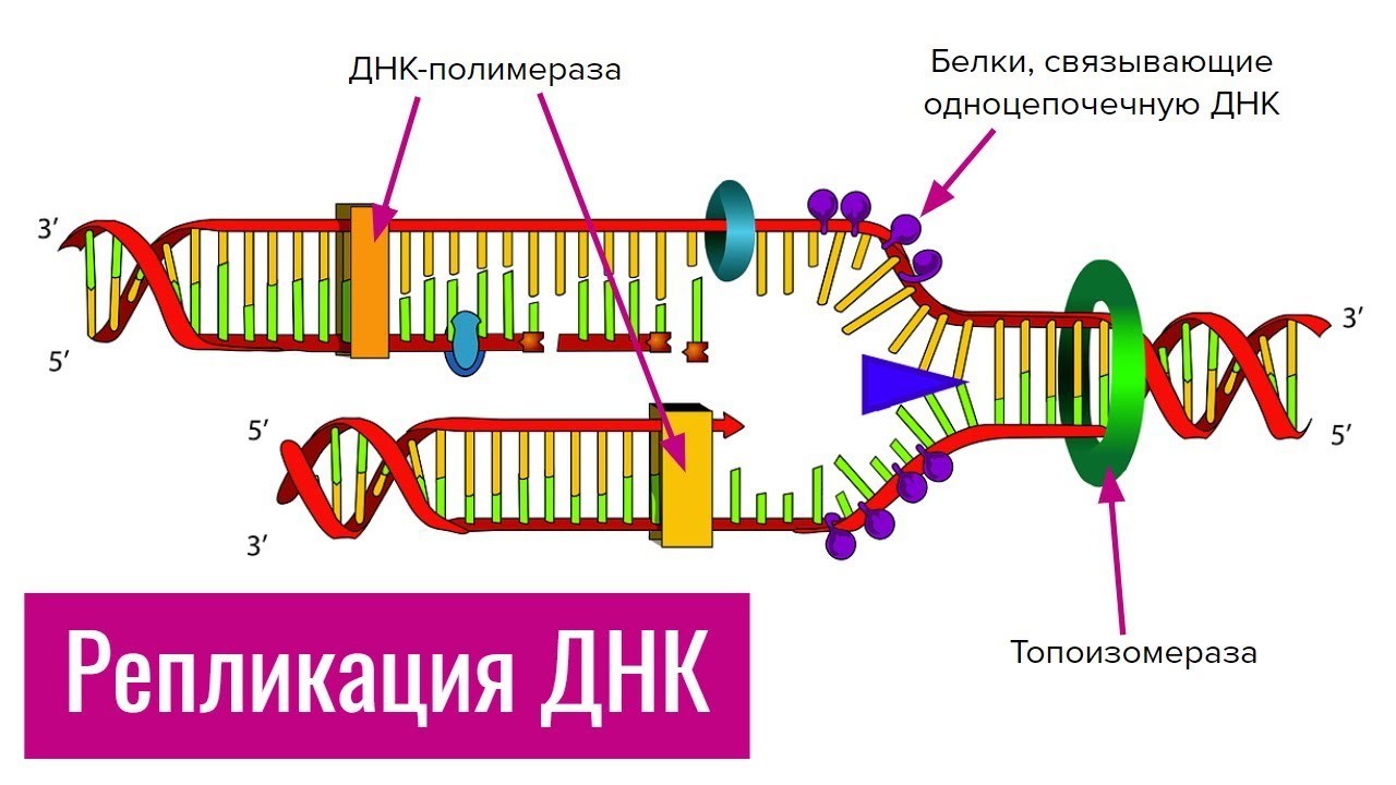 Про митоз на пальцах | Пикабу