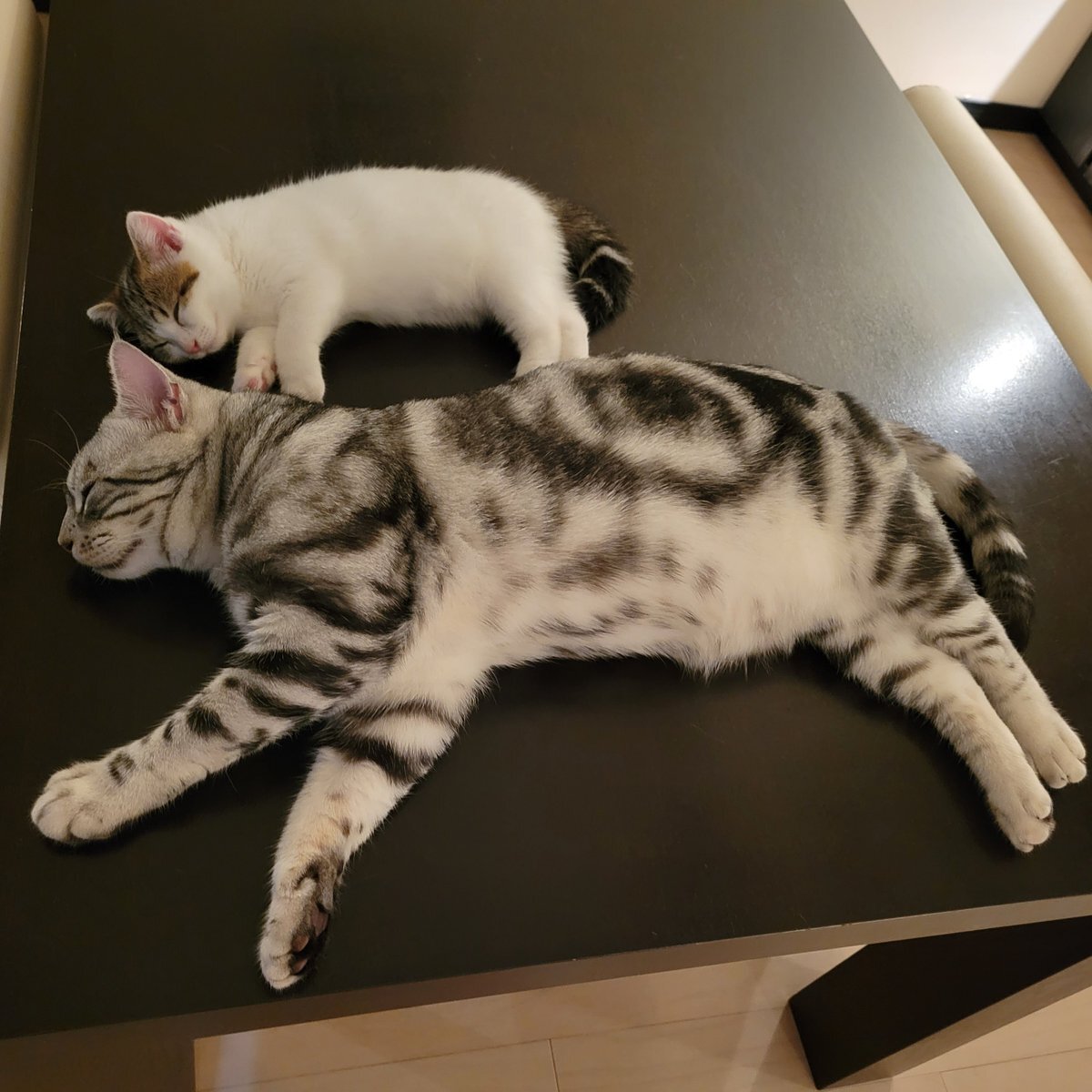 Почему коты так много спят | Пикабу