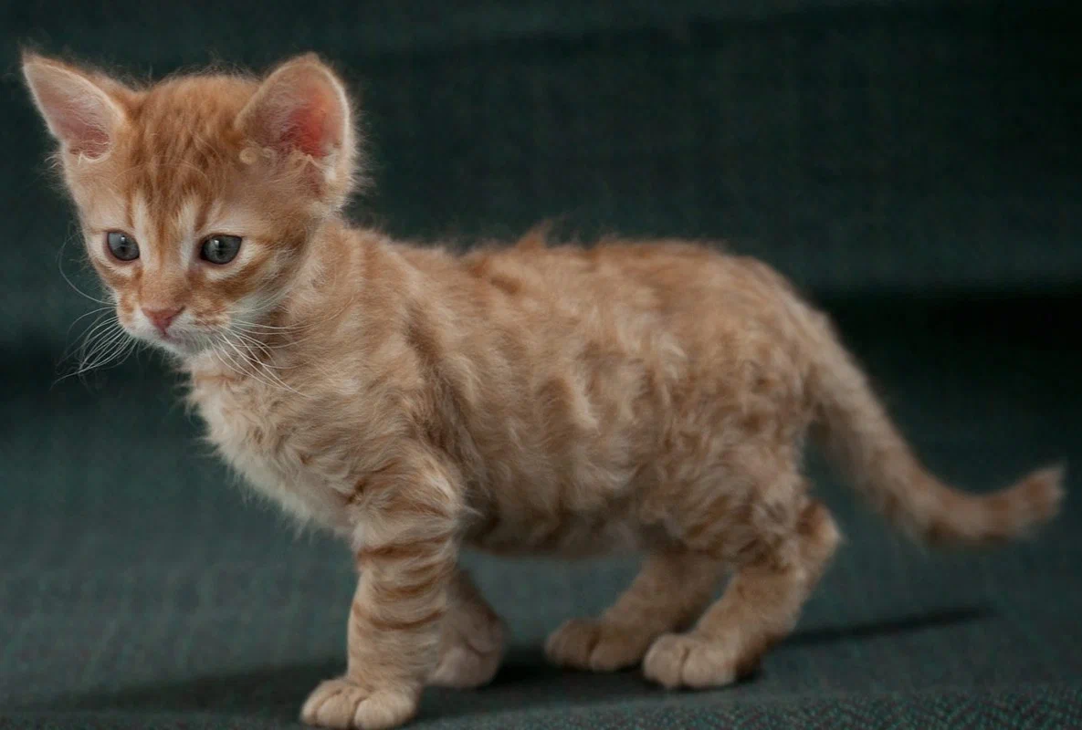 Американская жесткошерстная кошка: Будто наждачку гладишь! Странная порода  с «испорченной» шерстью | Пикабу